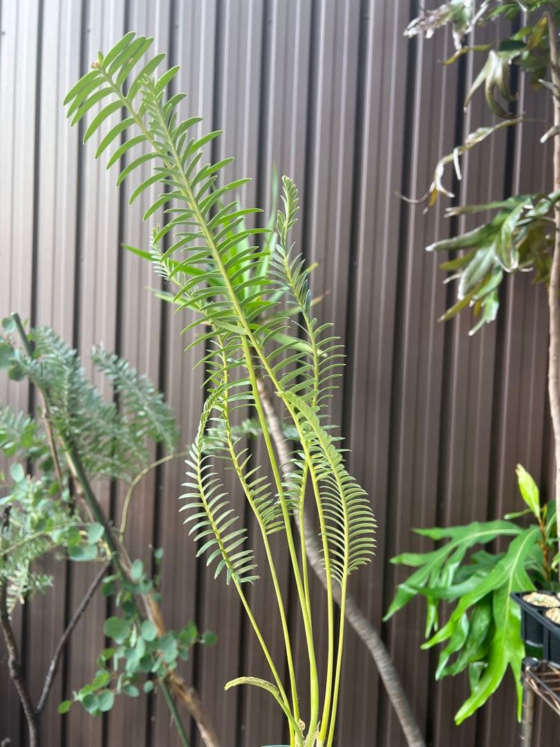 タイムセール】ディオーン・エデュレ / 国内実生 ソテツ 多肉 希少 レア