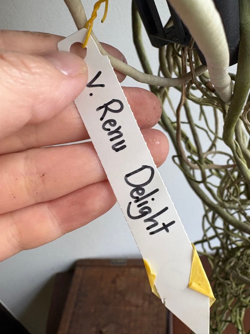 洋ラン バンダ 蘭 Renu Delight ツートン ① - メルカリ