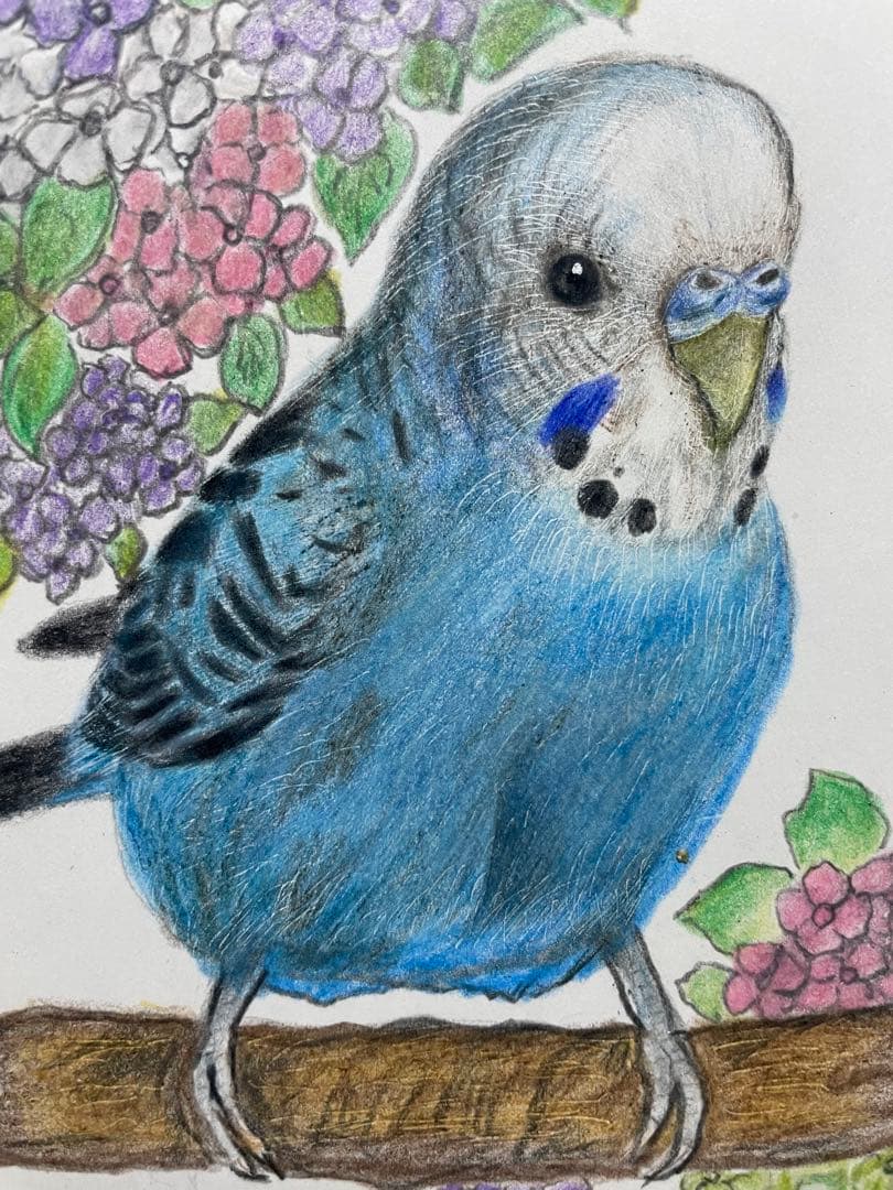 色鉛筆画 リアル可愛いセキセイインコ色鉛筆画 原画 鳥 インコ 紫陽花