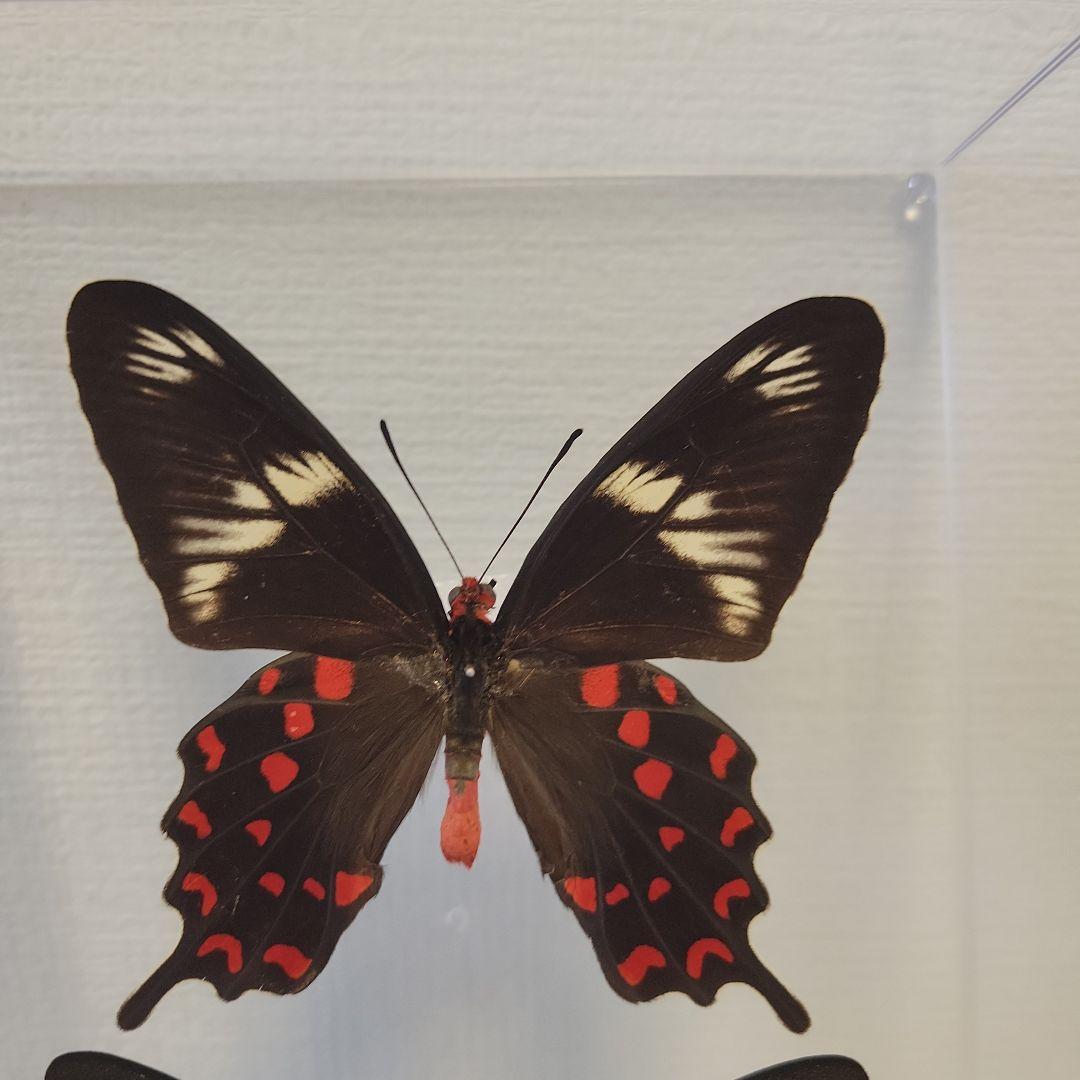 蝶の標本 インド、タイの珍しいアゲハ(1AAA) - メルカリ