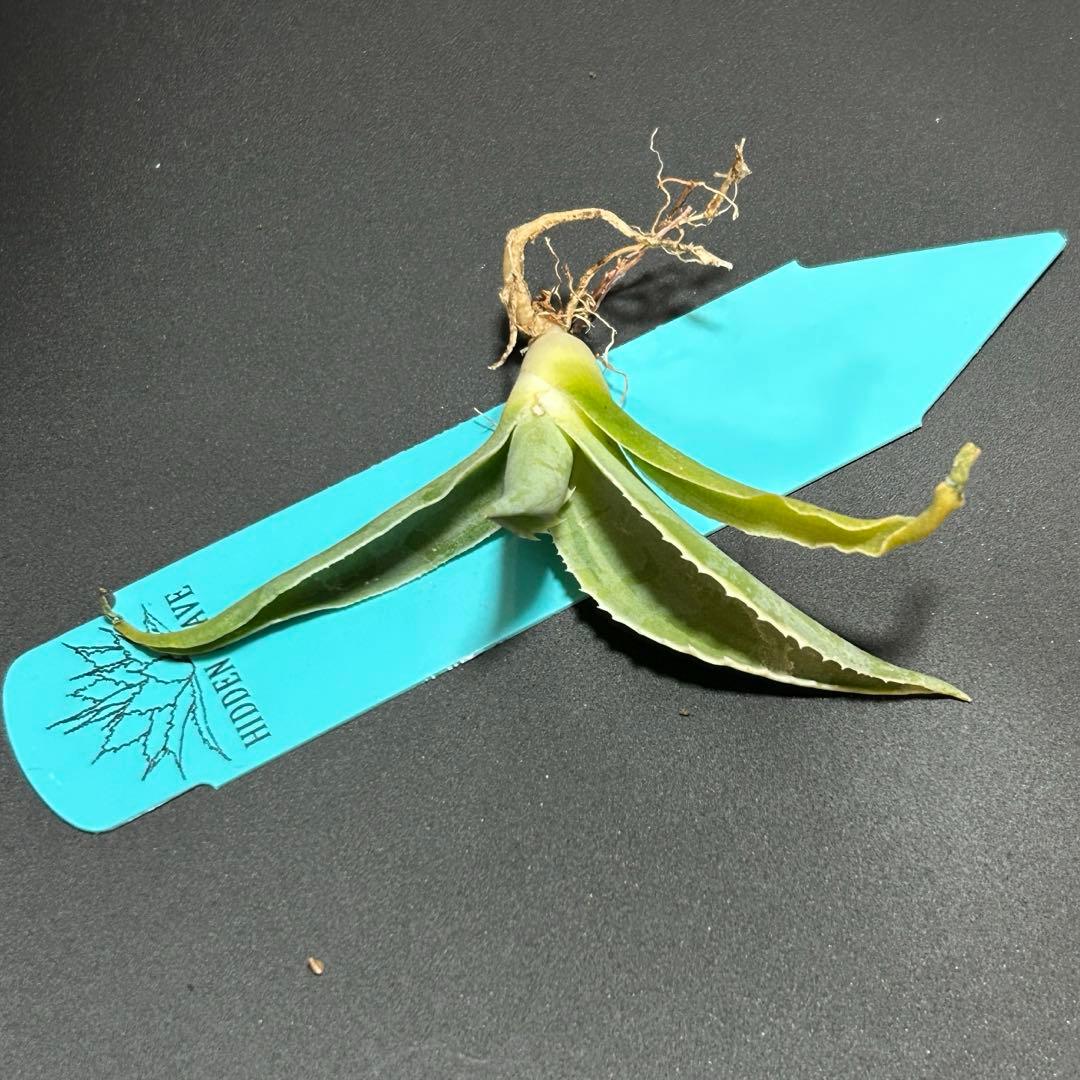 Agave ovatifolia 'Moby' アガベ オバティフォリア TC - メルカリ