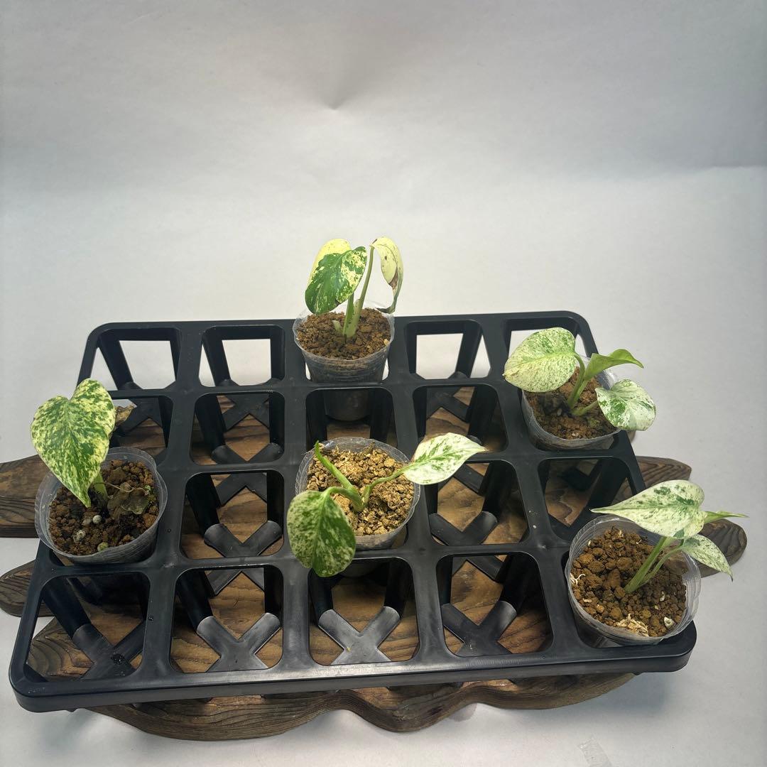 /*様 5株セットms95【特別選抜】ホワイトモンスター／天津蘭 モンステラ斑入 MS521 5株セット【特別選抜】ホワイトモンスター／天津蘭 モンステラ