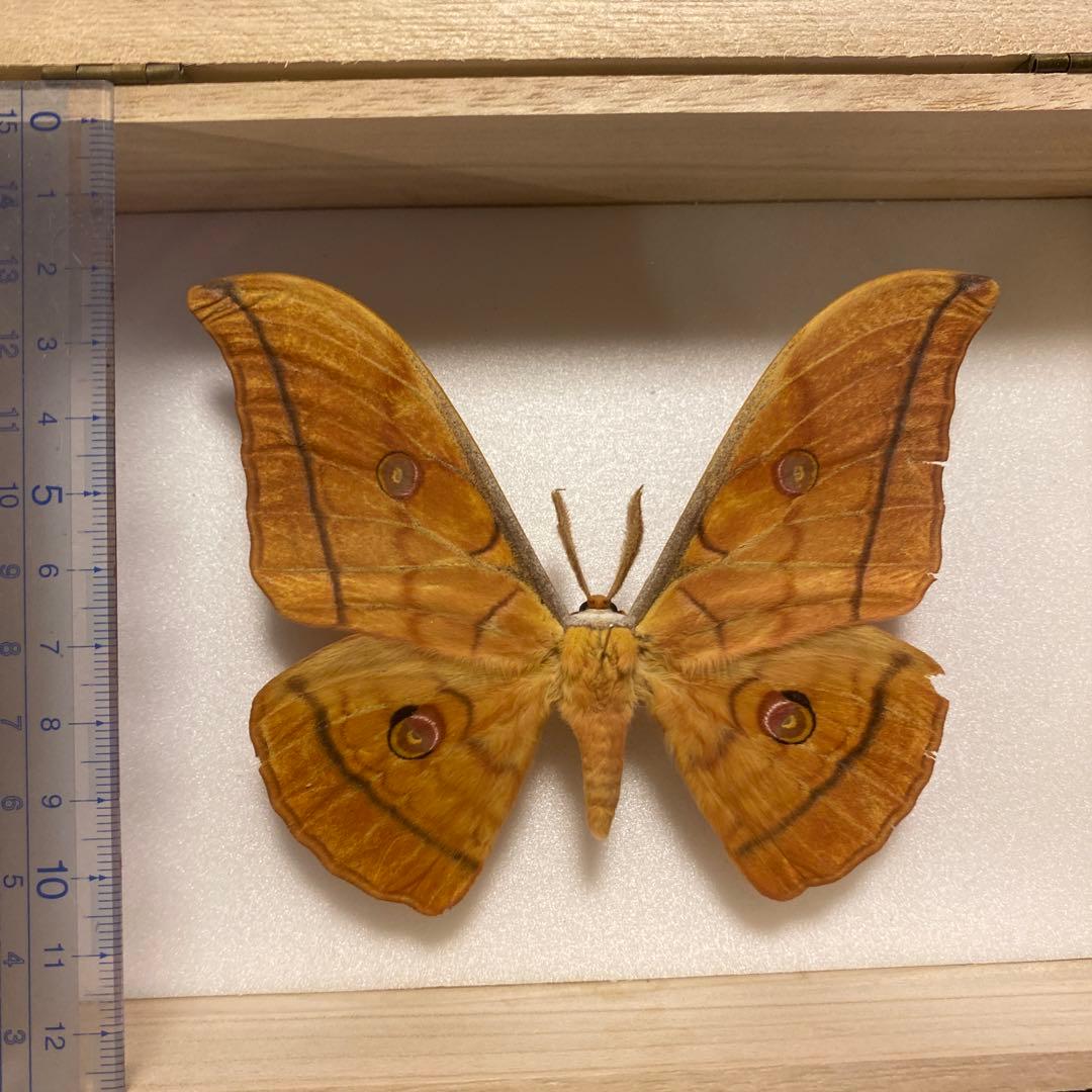 蛾標本 ヤママユ - メルカリ