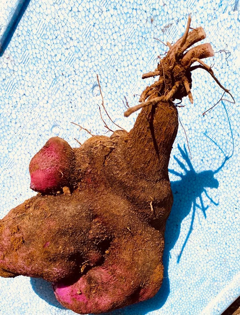 hisae　紫山芋20kg(正月特価) 紫山芋(1kg) - 自然栽培の農産物（農薬・肥料・除草剤を使わない木村