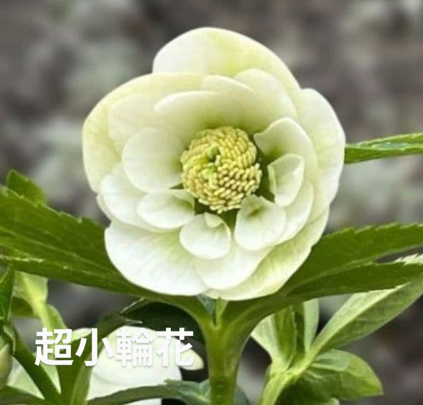 ◎専用★クリスマスローズ:【清楚で可憐な！カップ咲き・超小輪花】開花目前大株 クリスマスローズ・カップ咲きセミダブルホワイト| 種・苗