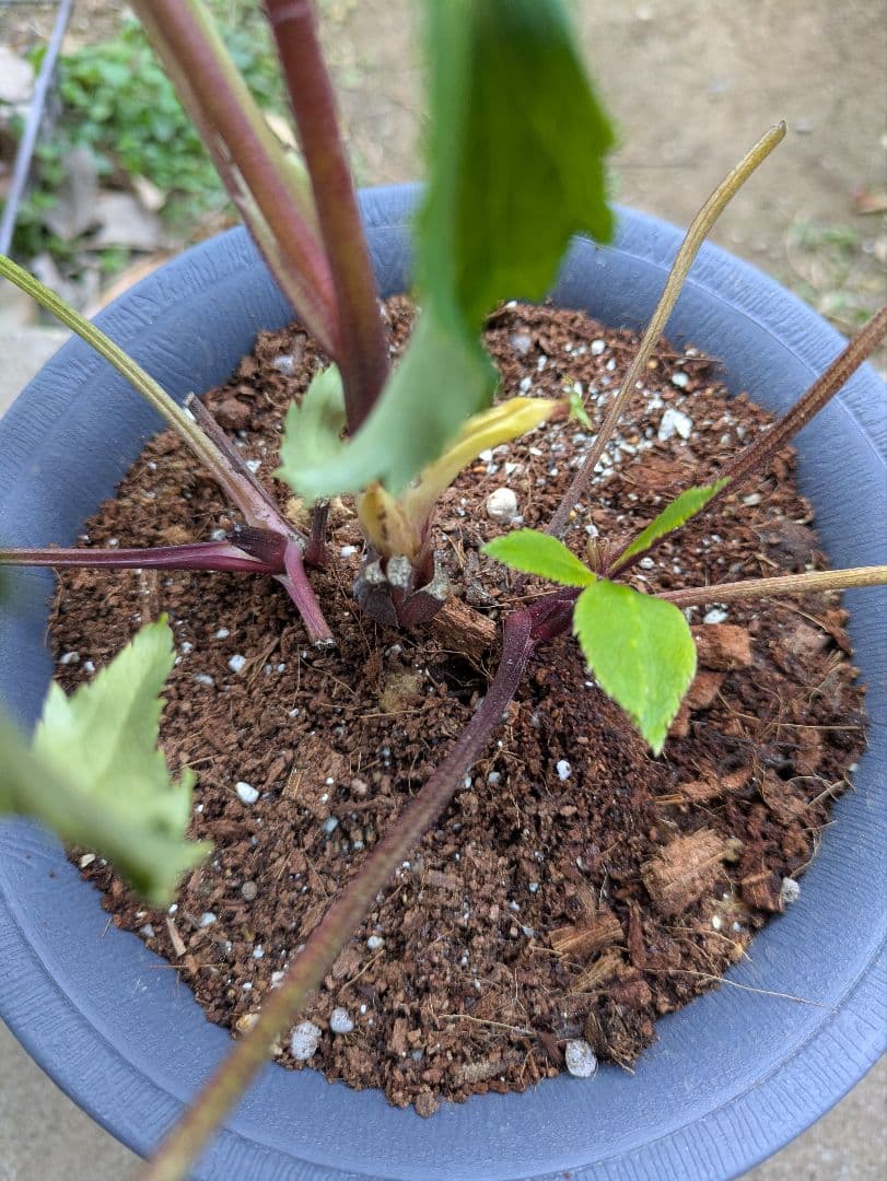 クリスマスローズ ダブル グリーンブロッチ 平咲き〈広瀬園芸〉 - メルカリ