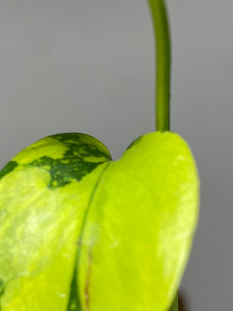 超美株✨超希少‼️】モンステラ エレクトロライト 斑入り レア 人気