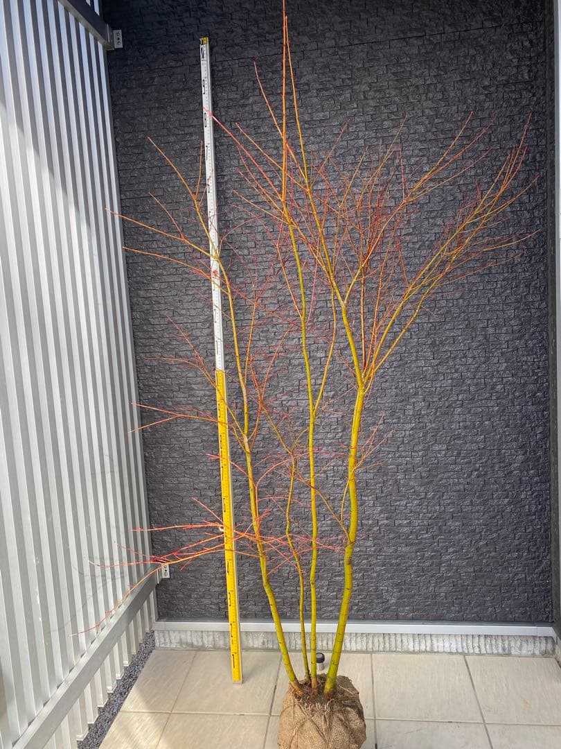 イロハモミジ　株立ち　H1.5m イロハモミジ 株立ち 約1.5m 規格販売品 特大株 大苗 植木 苗木