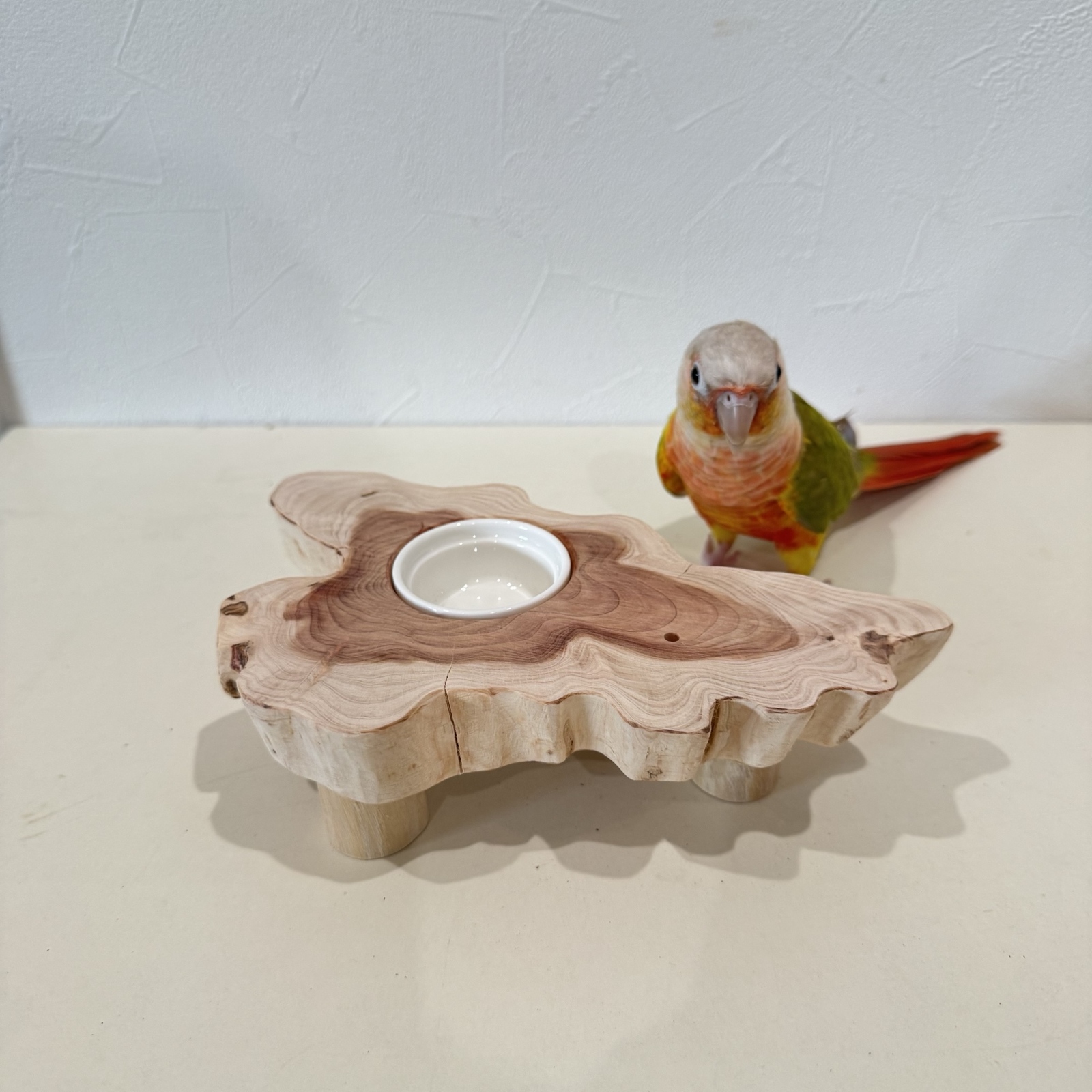 オーダー作成】ケージサイズでカクタスパーチ（サボテンの骨）鳥