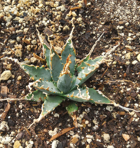 Agave utahensis var. eborispina EXCELLENT clone | Steve Super Gardens