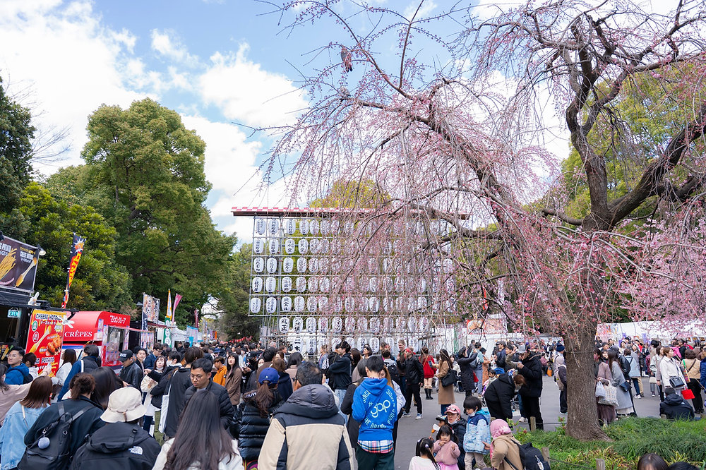 うえの桜まつり2025／うえの桜フェスタ2025 レポート記事