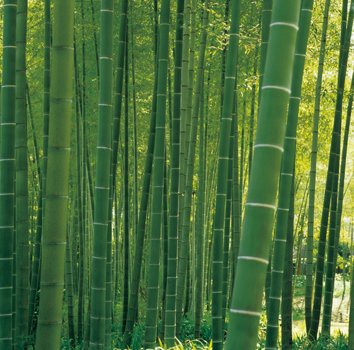 FLAT BAMBOO | TOSHIYUKI KITA 喜多俊之