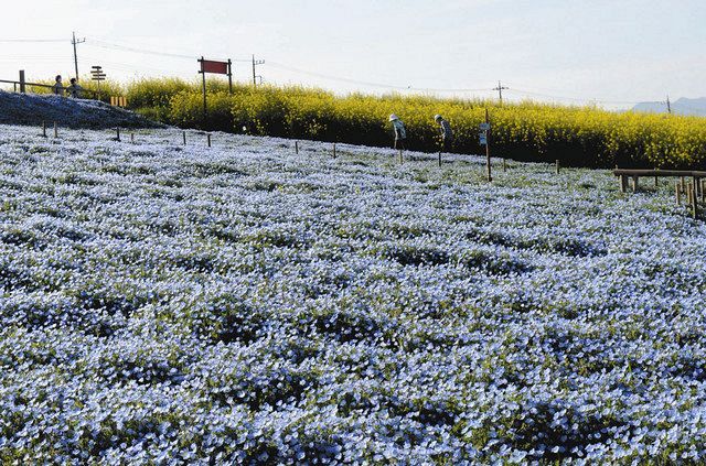 鼻高展望花の丘 実りの20年 耕作放棄地を住民が整備 ネモフィラ